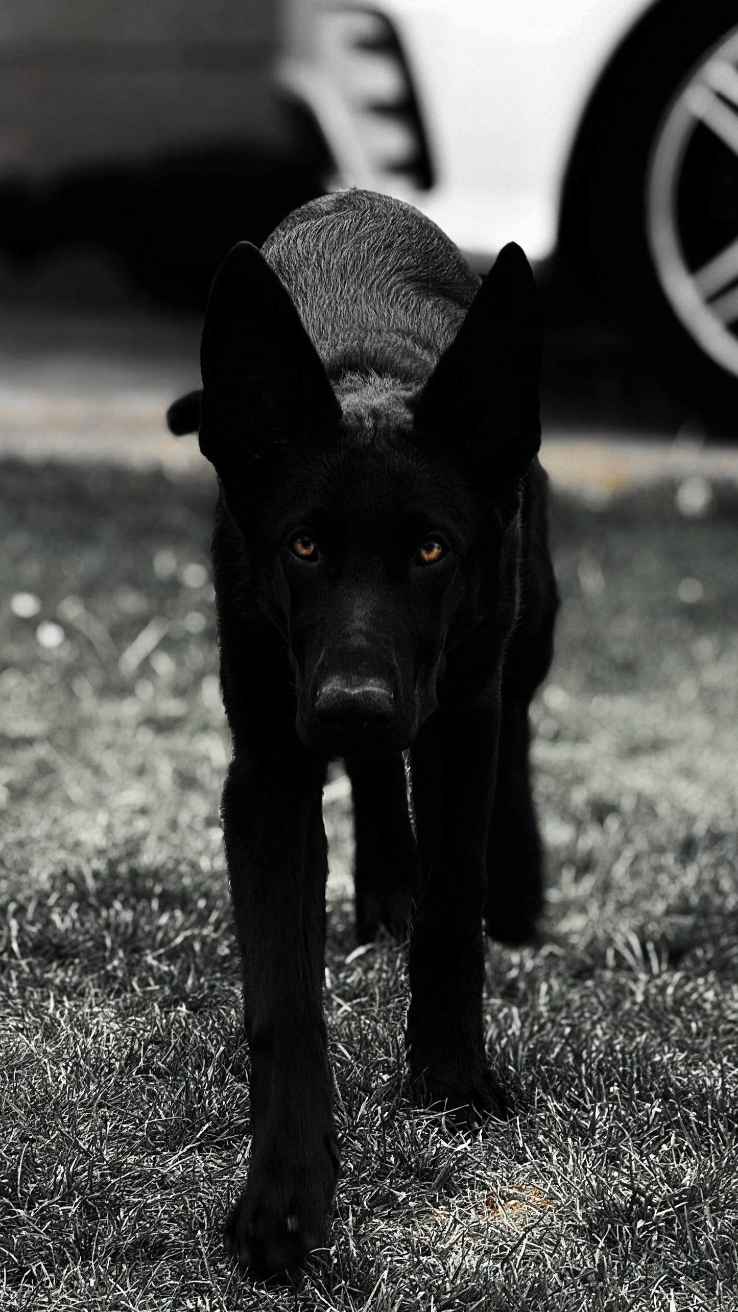 Bagheera