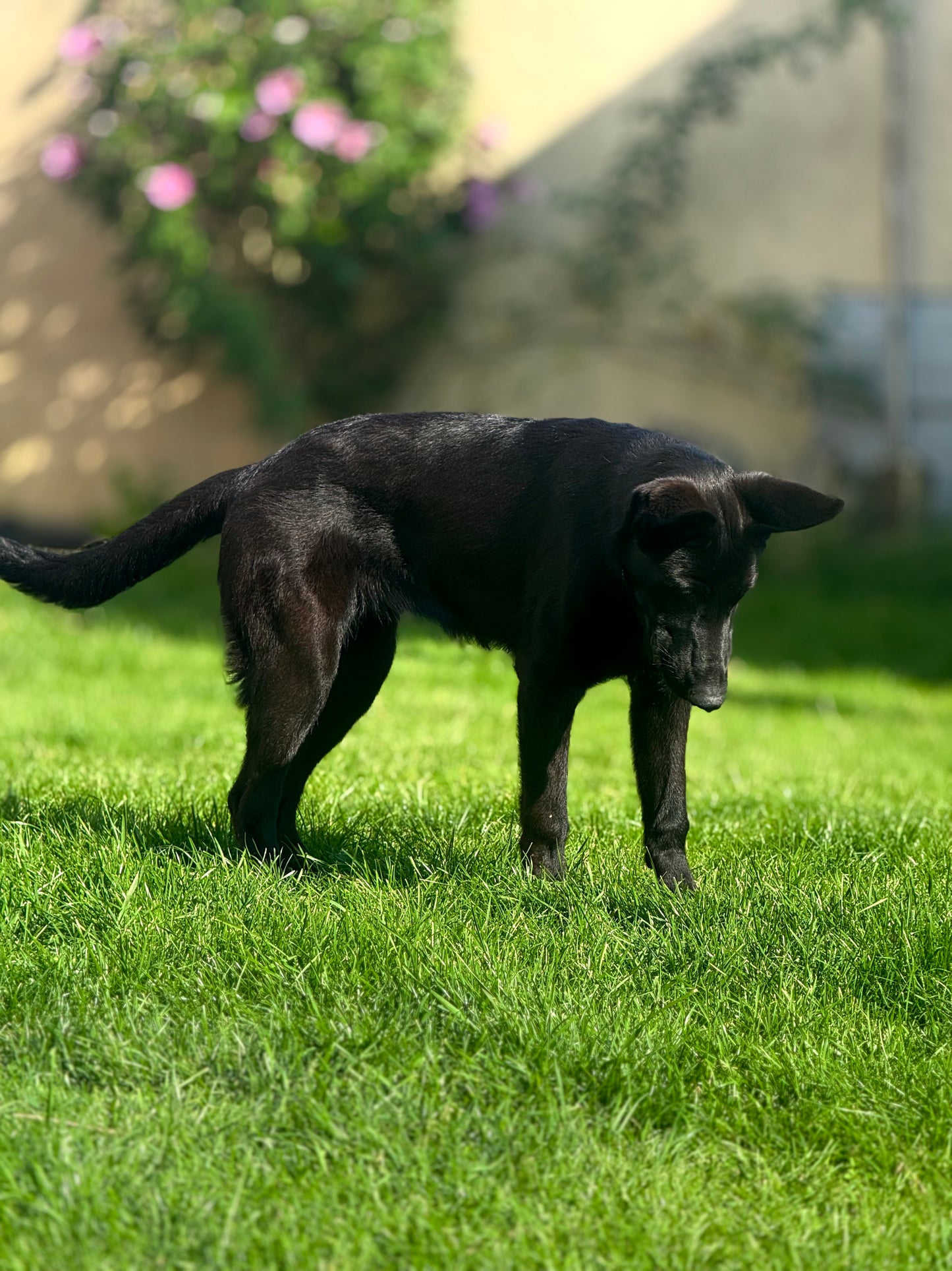 Bagheera