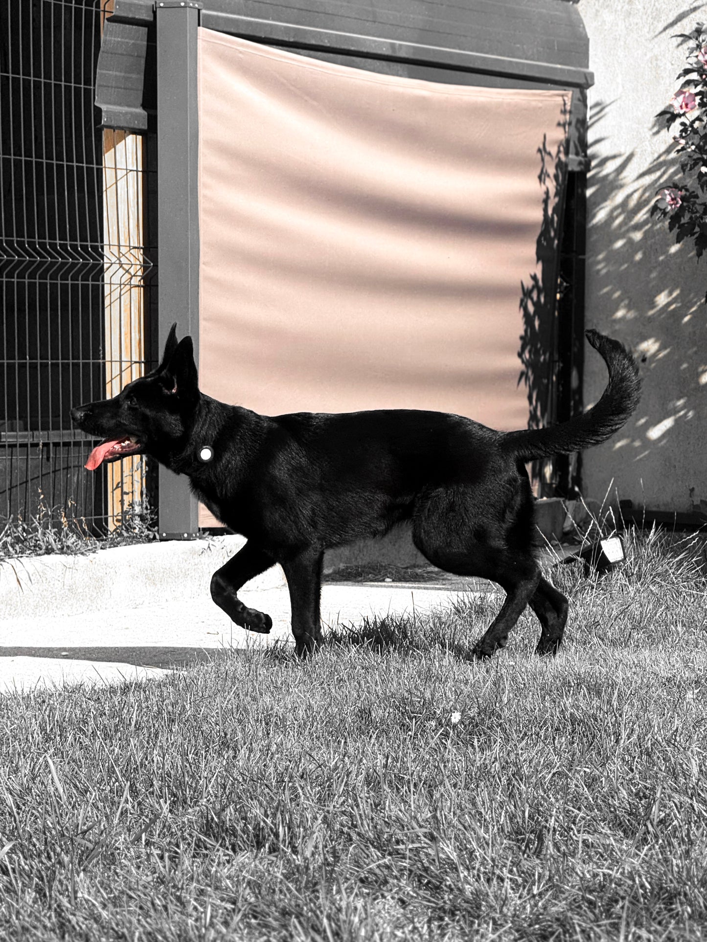 Bagheera