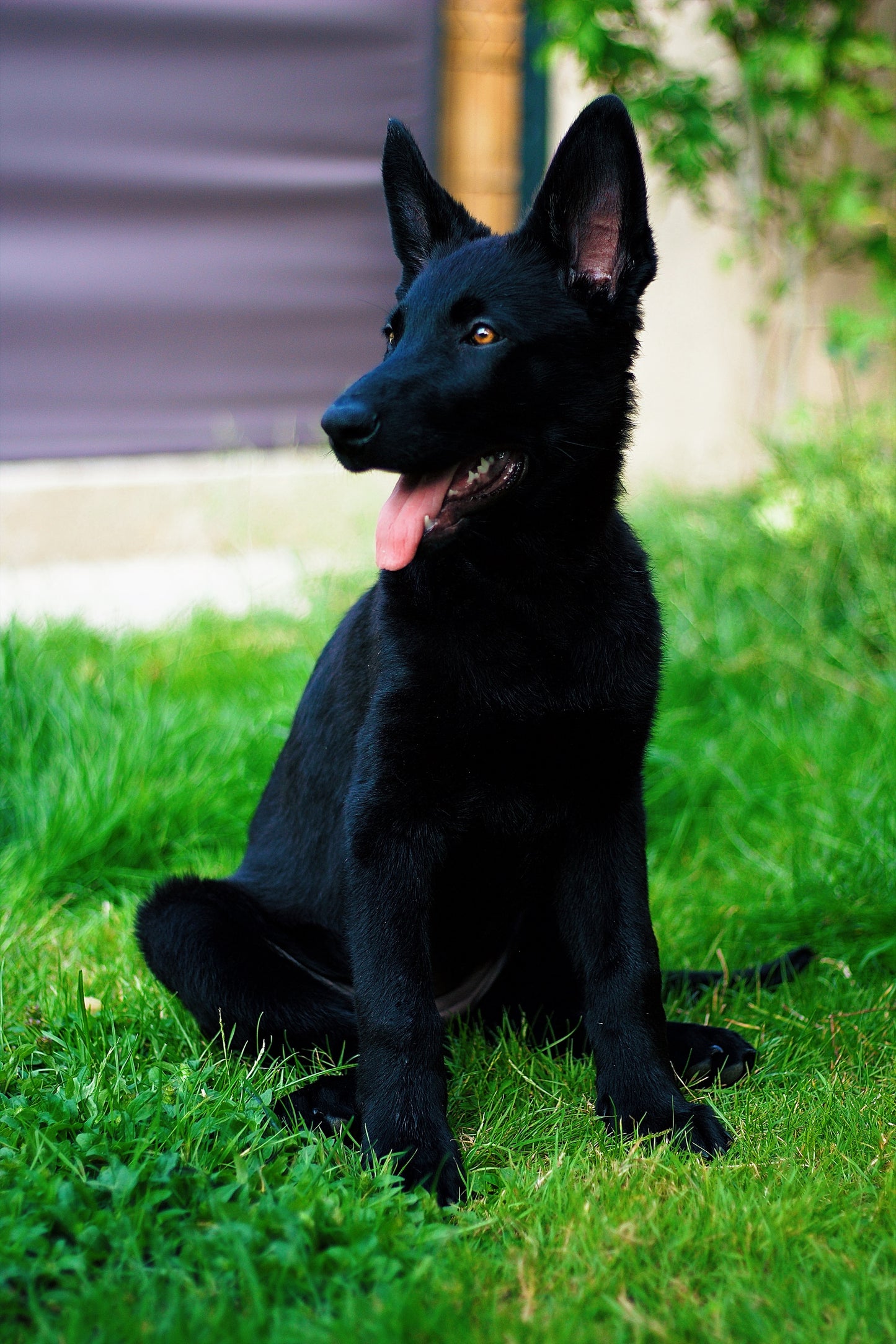 Bagheera
