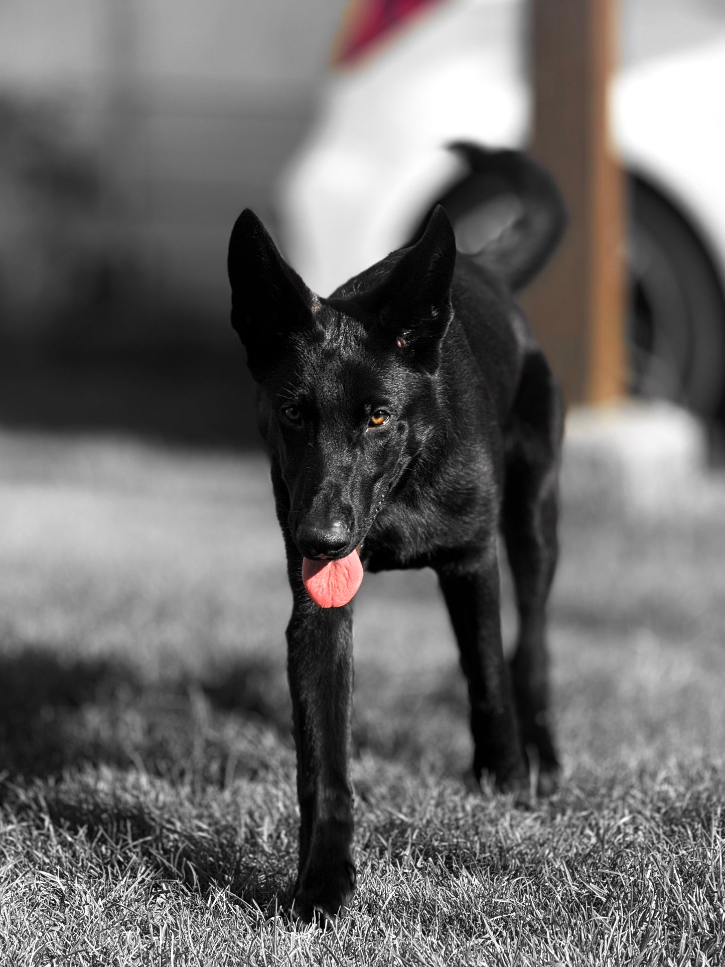 Bagheera