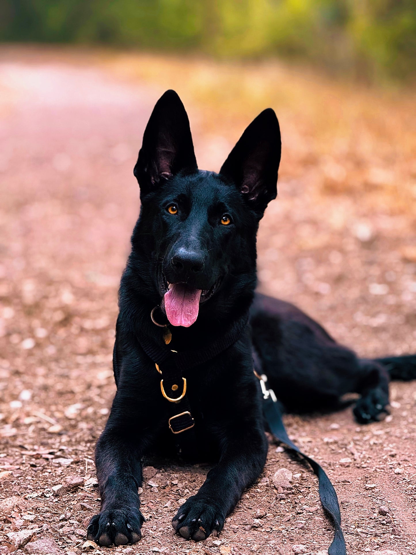 Bagheera