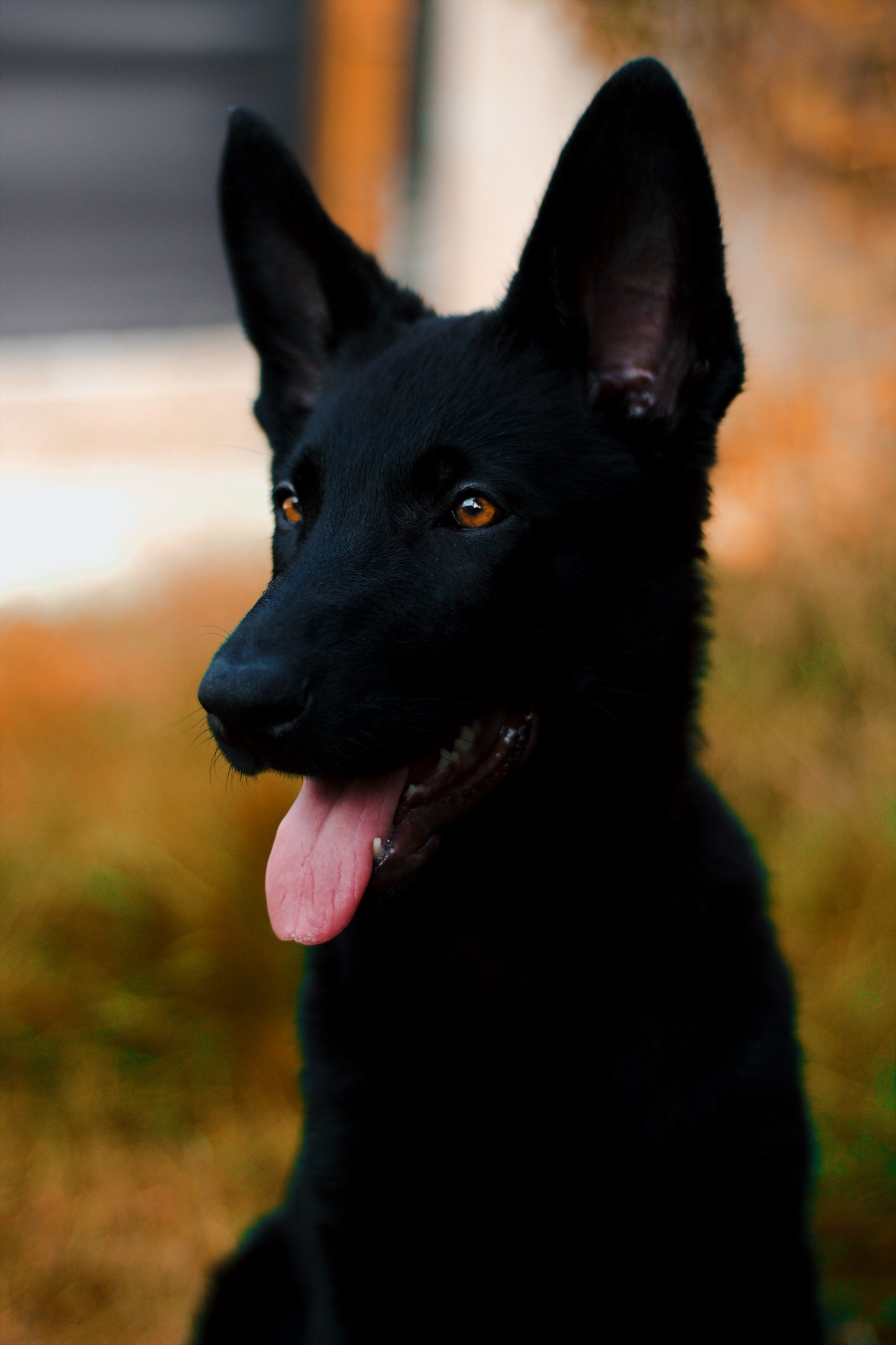 Bagheera