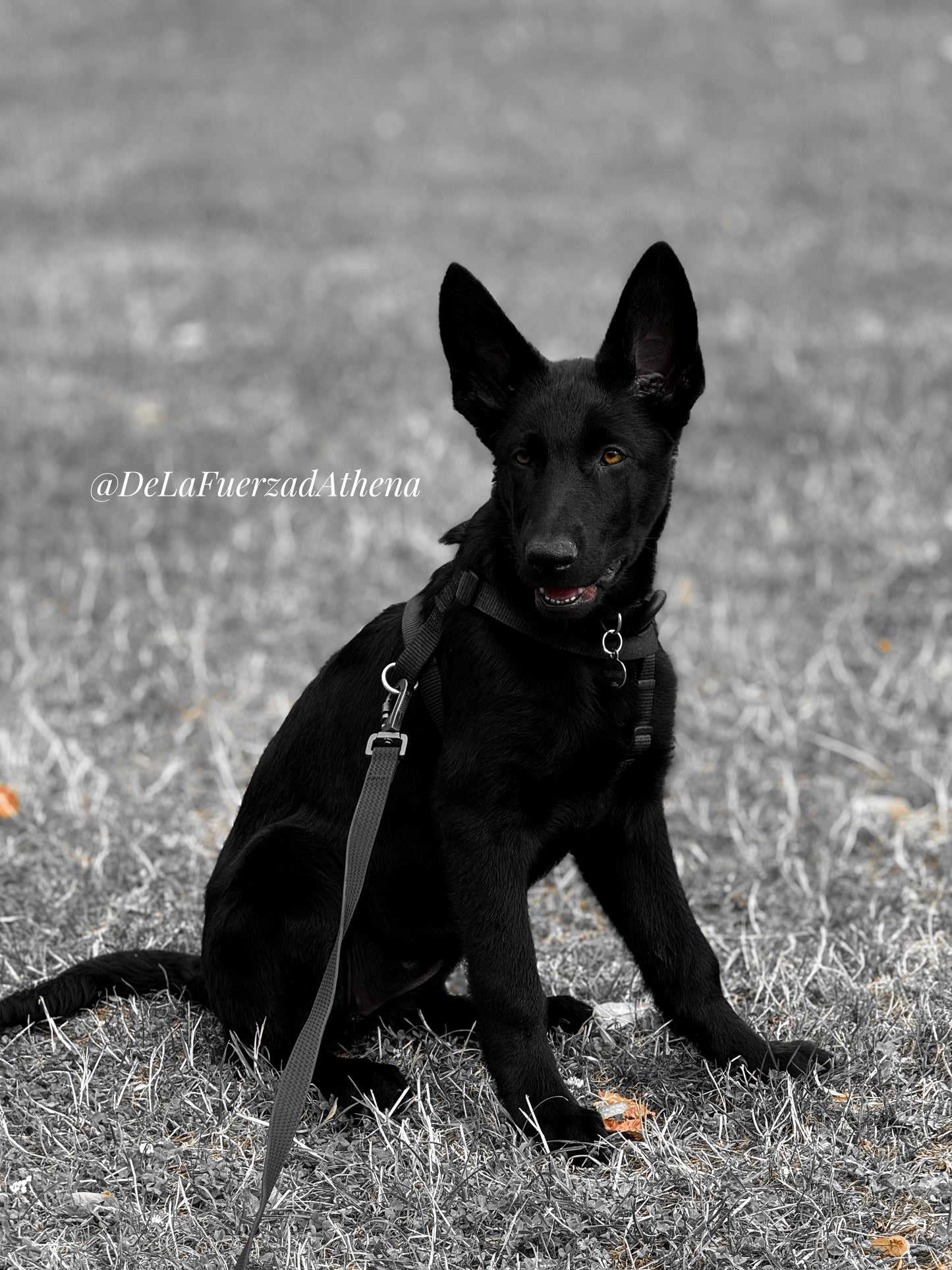 Bagheera