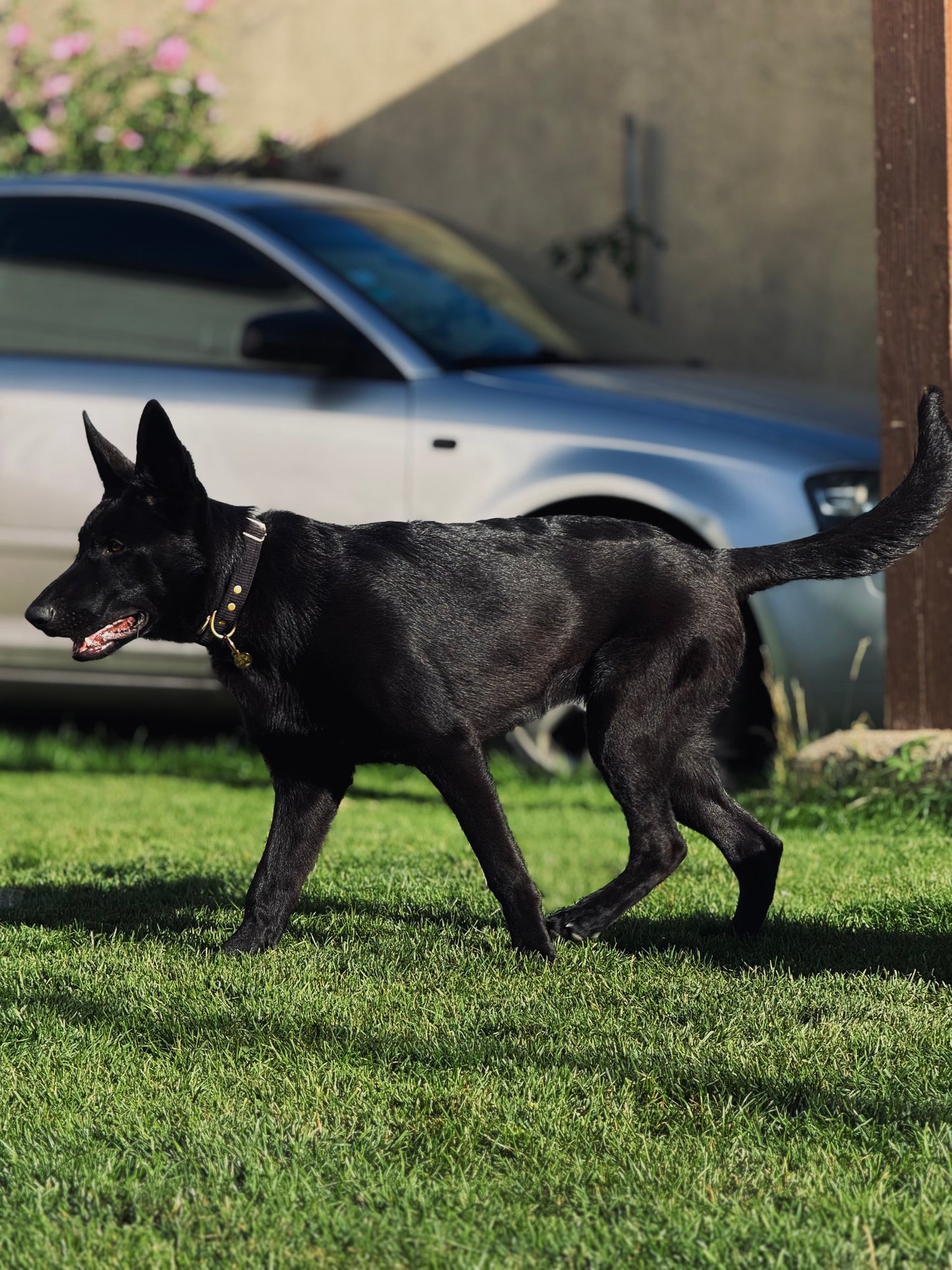 Bagheera