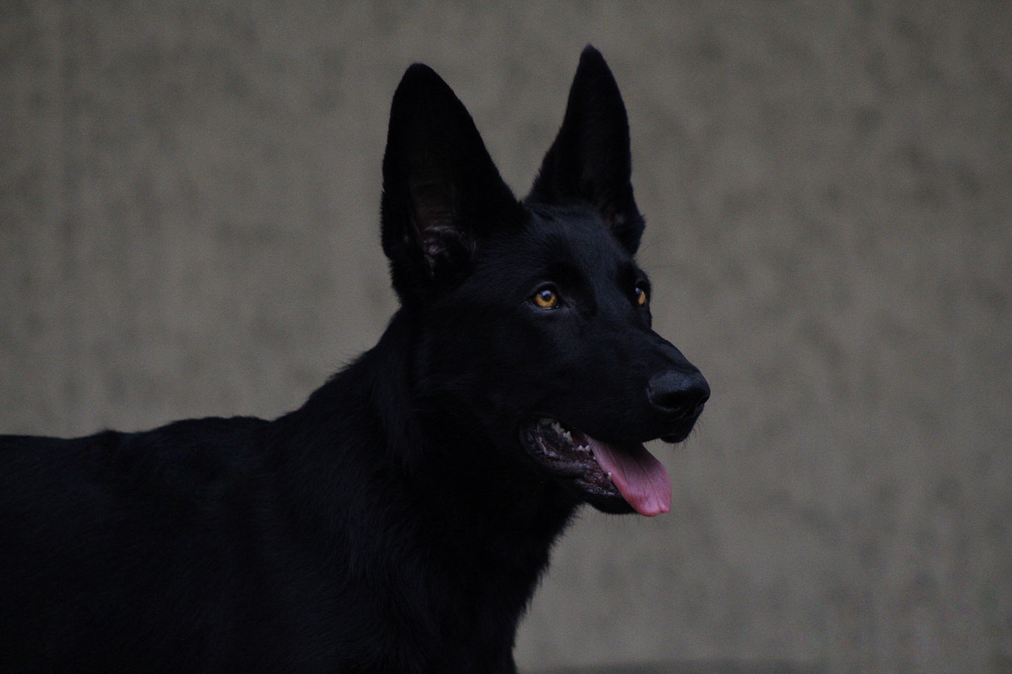 Bagheera