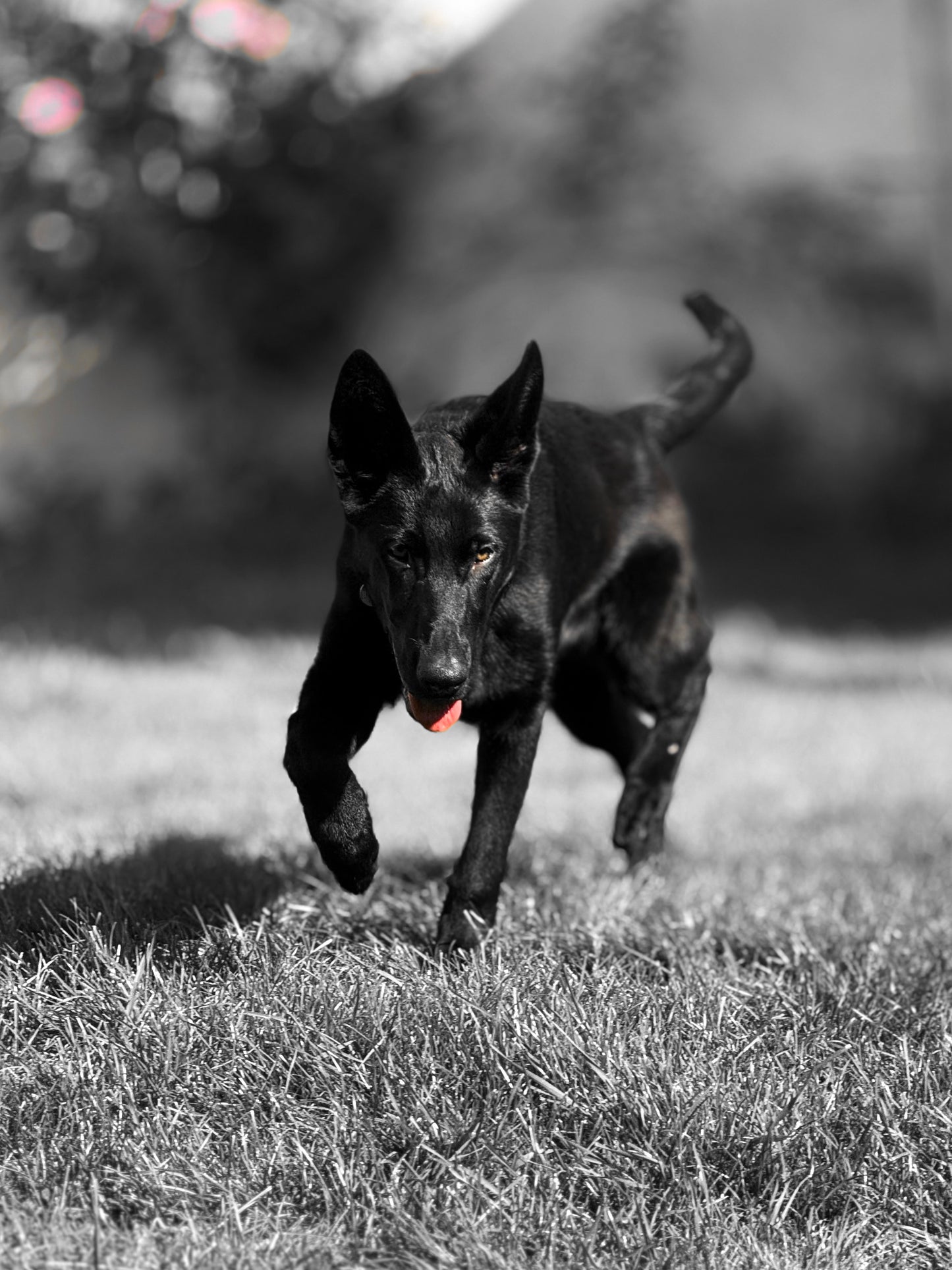 Bagheera