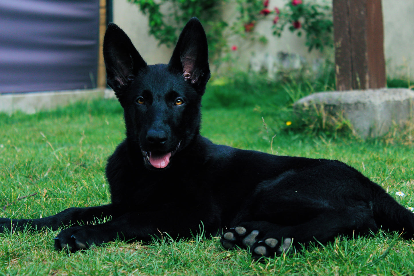 Bagheera