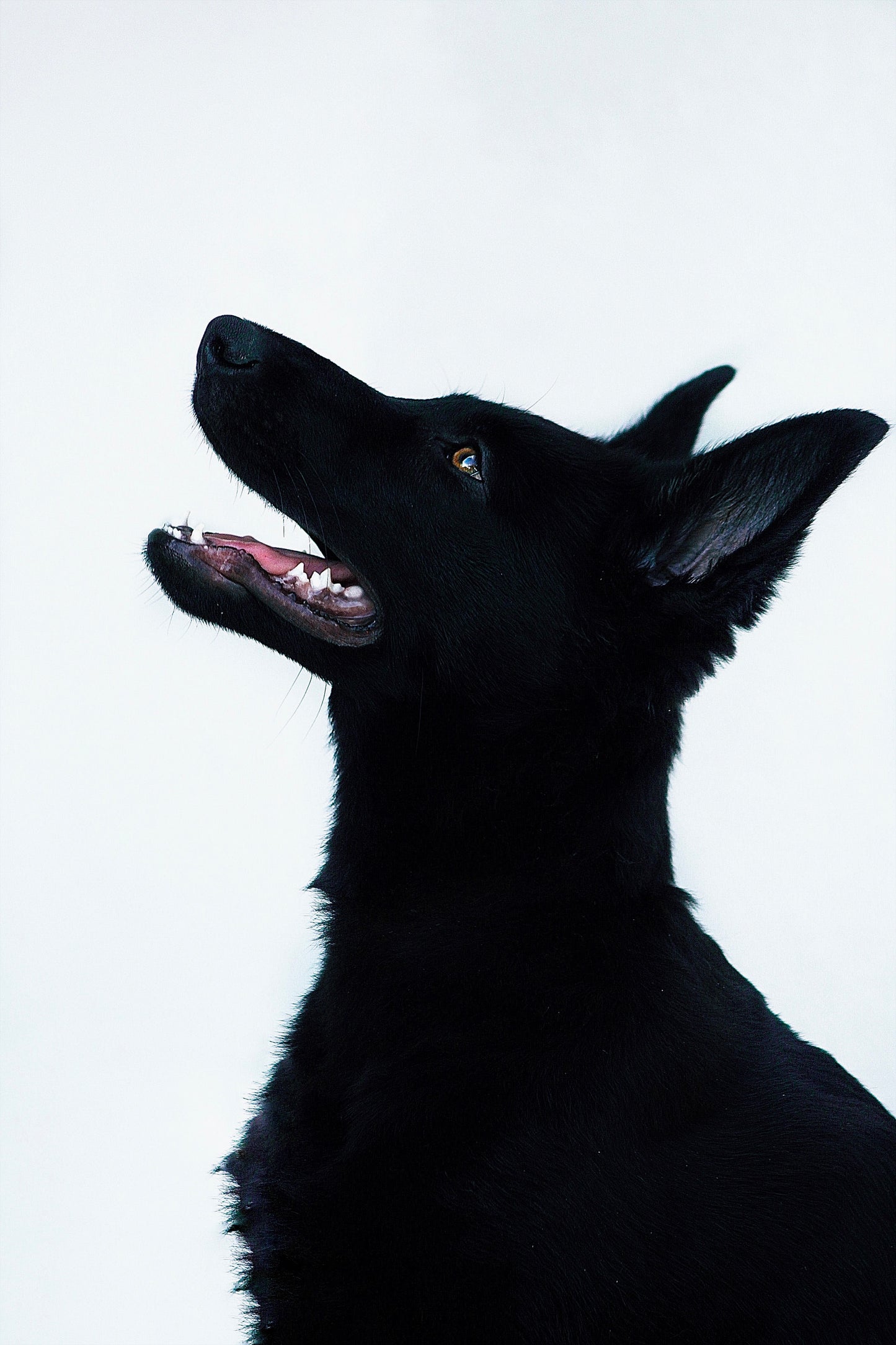 Bagheera