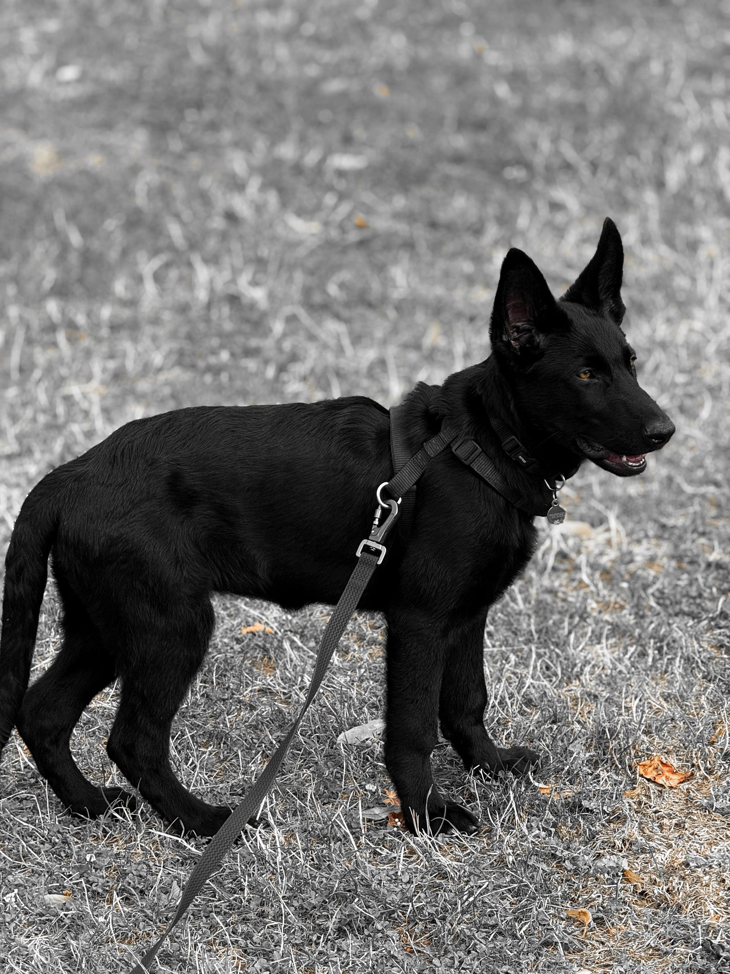 Bagheera