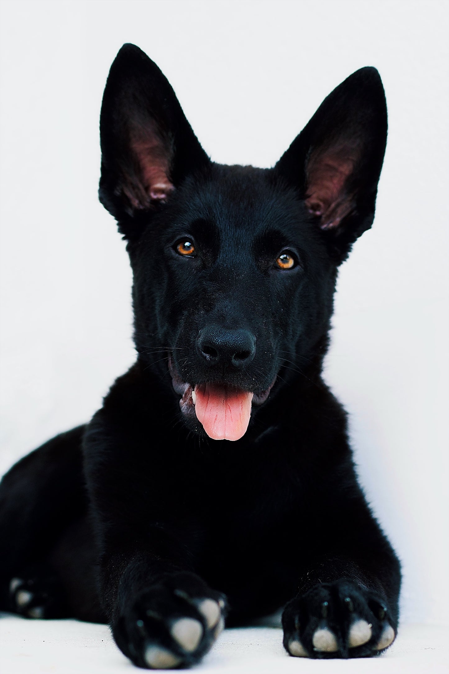 Bagheera