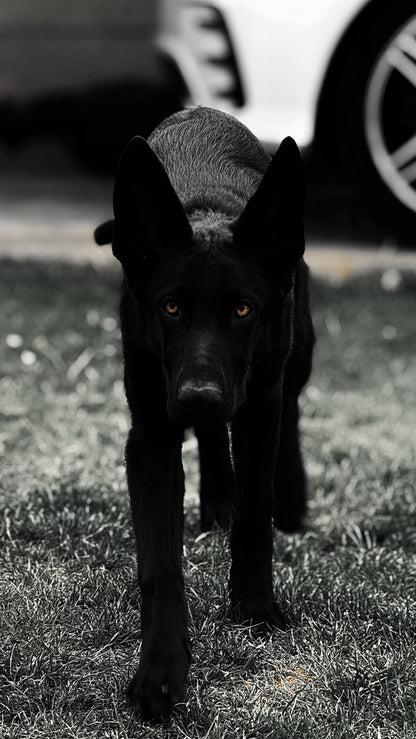 Bagheera
