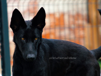 Bagheera