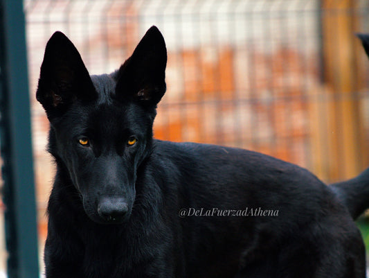Bagheera