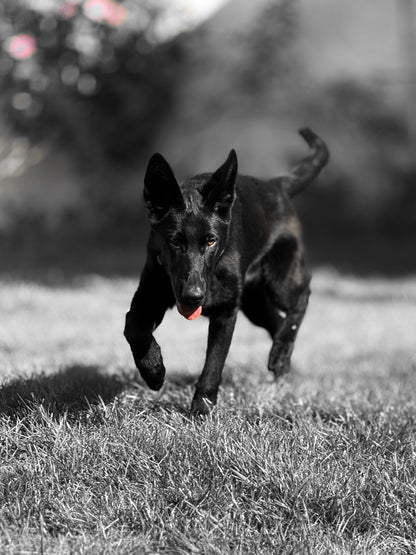 Bagheera