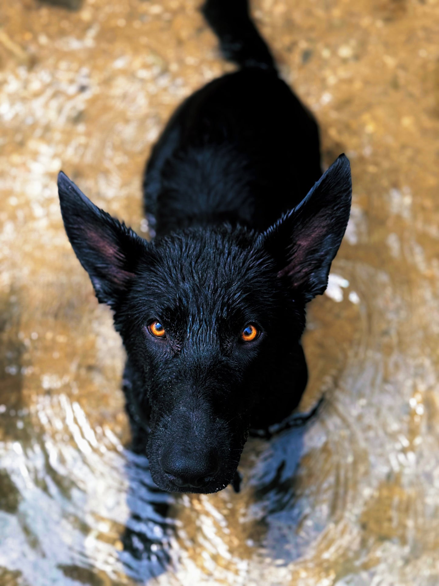 Bagheera