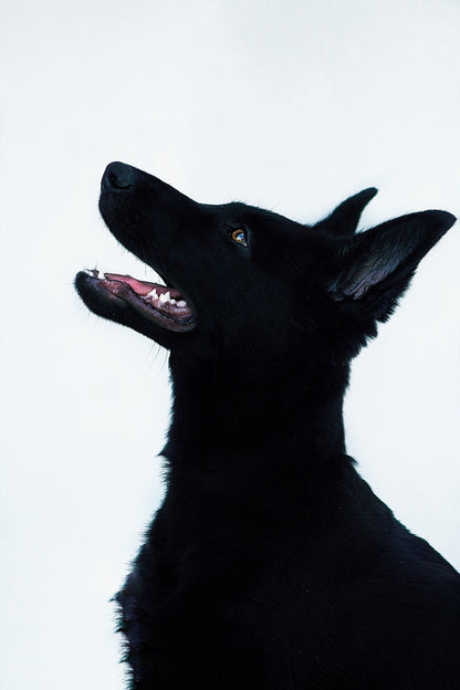 Bagheera